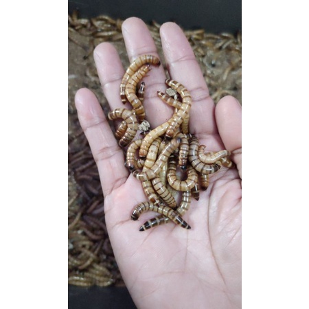 Ulat Jerman Cimahi fresh  UJ Hidup Bandung Min Order 300Gram Hileud Jerman Pakan Arowana/Reptile/bur