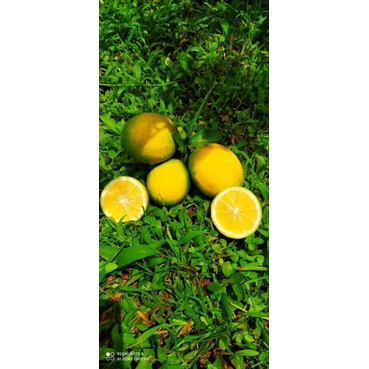

jeruk lemon California kuning