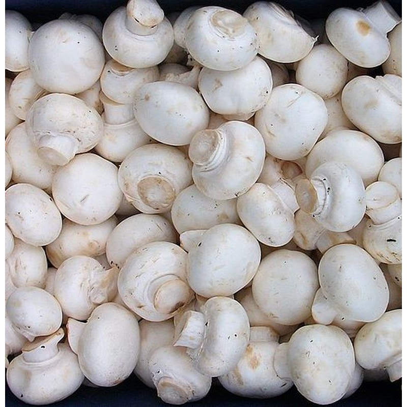 Grosir 100 gram Jamur Kancing Jamur Champignon Segar Murah