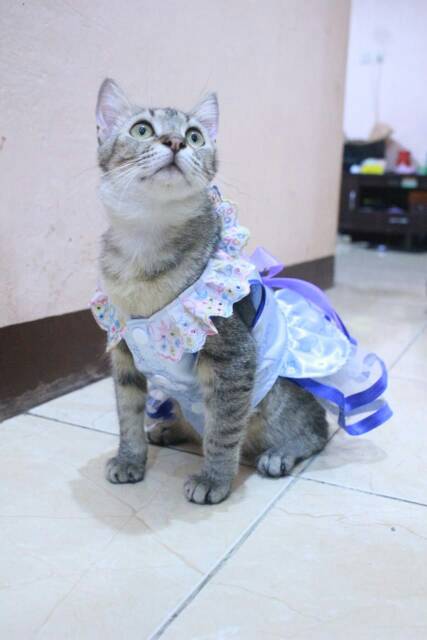 Dress biru satin motif lucu untuk kucing dan anjing size S M L XL