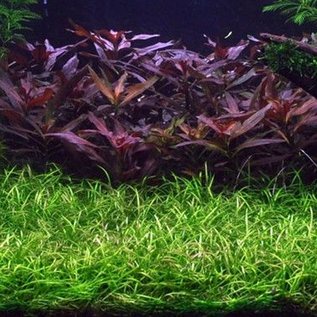 Echinodorus tennelus - tanaman Karpet aquascape tanpa co2