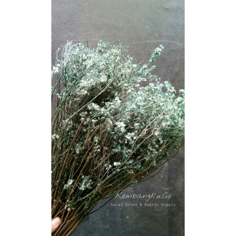 Bunga Kering Veronia Biru/Ikat/GROSIR
