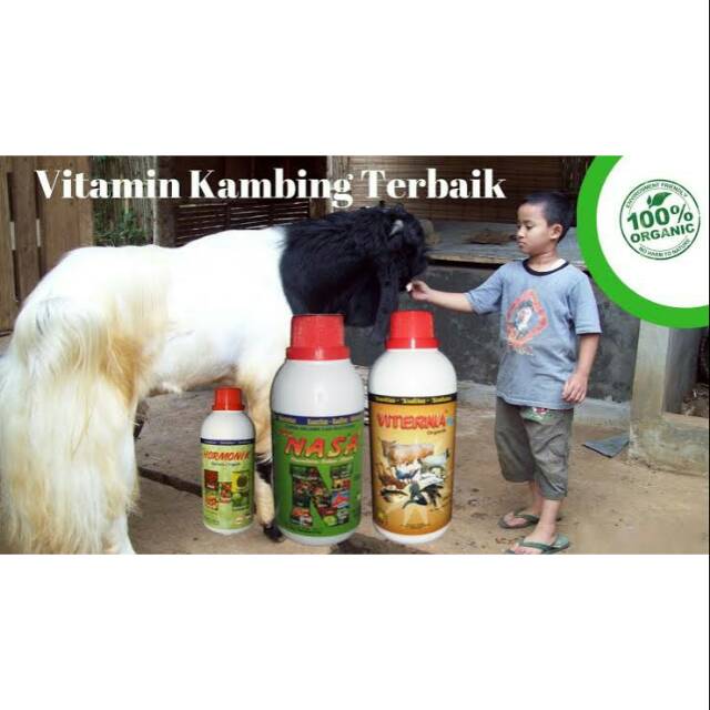 

Paket Pemgemukan Kambing
