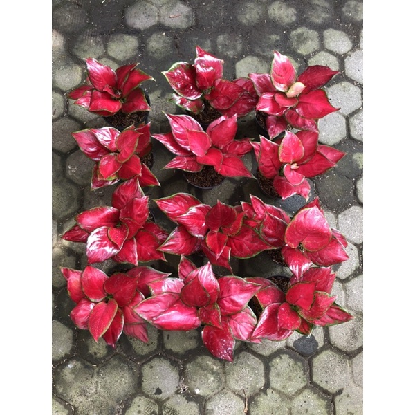 Aglaonema red queen