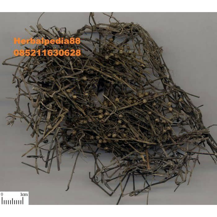 

600 g gr gram bai hua she she cao hedyotis herb diffusae