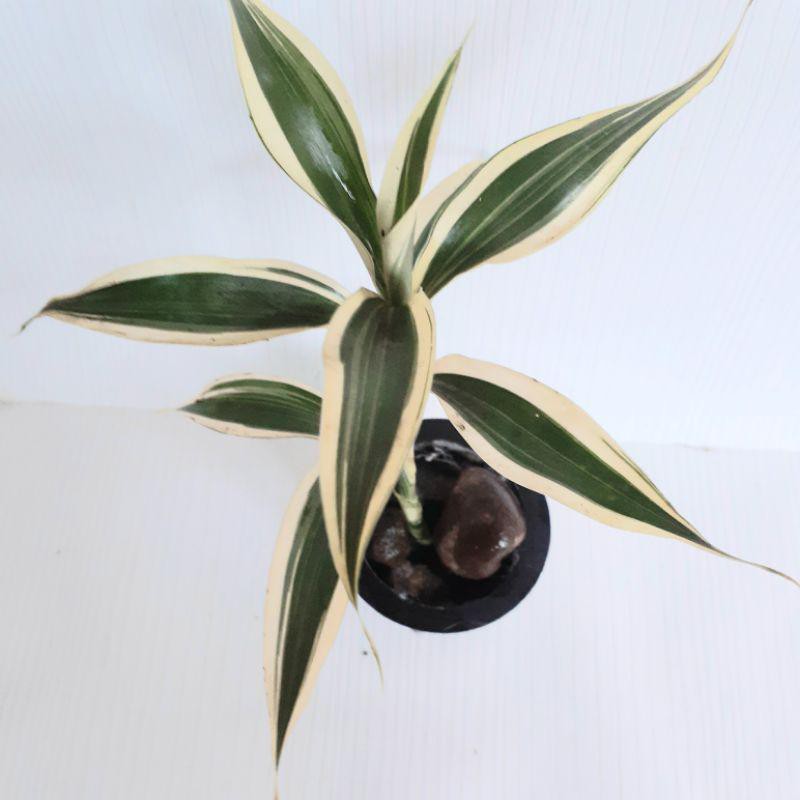 Tanaman aquascape hiasan aquarium Sri rejeki (warna random)