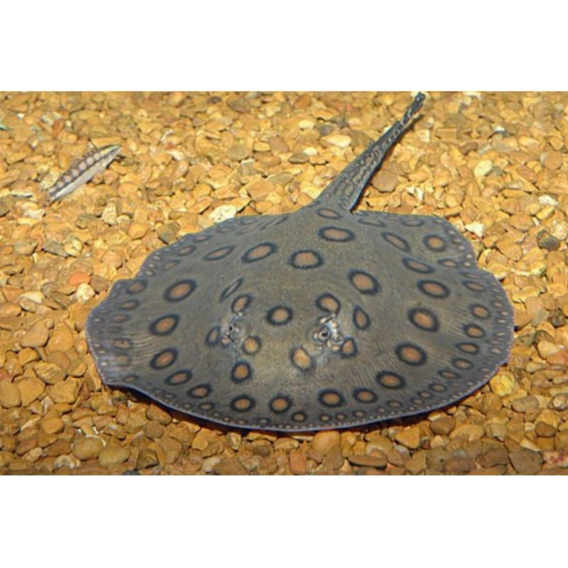 Ikan Pari Motoro Stingray