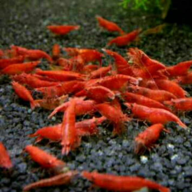 Udang hias Red Fire Shrimp murah aquascape dan tanaman hias ARYA aquatic