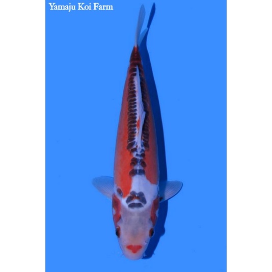 Koi Shusui Hana Yamaju Farm Size 35BU Sertifikat Breeder Import Jepang Kuchibeni
