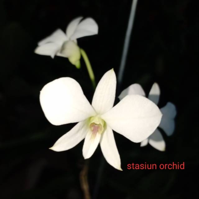 anggrek dendrobium dewasa affine atau larat putih Kode 662 dewasa