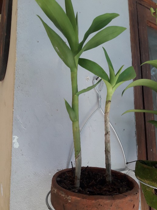 Oncidium Golden Sower