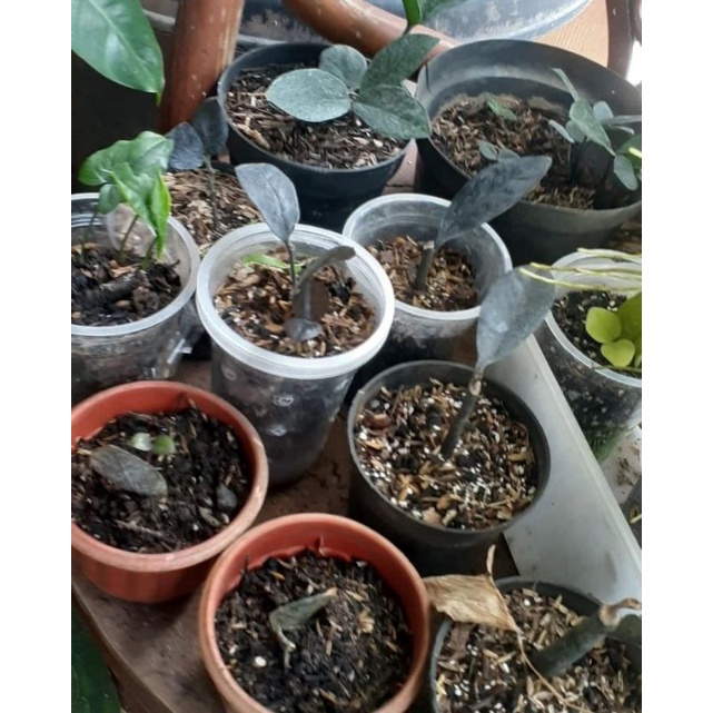 Bibit zamia raven hitam / tanaman hias