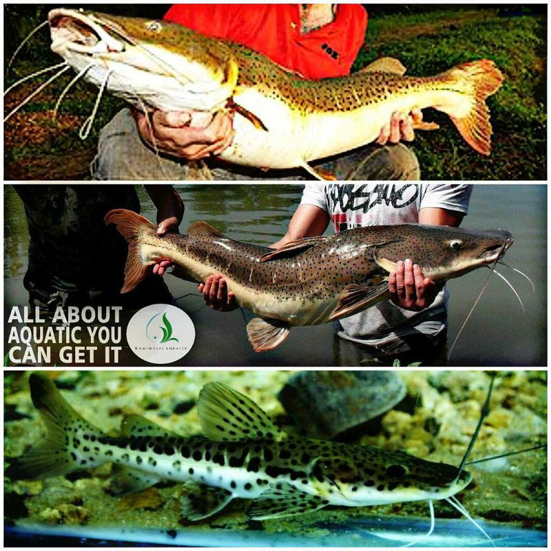 ikan leopard catfish untuk aquarium