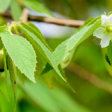 

daun kersen segar 500gram
