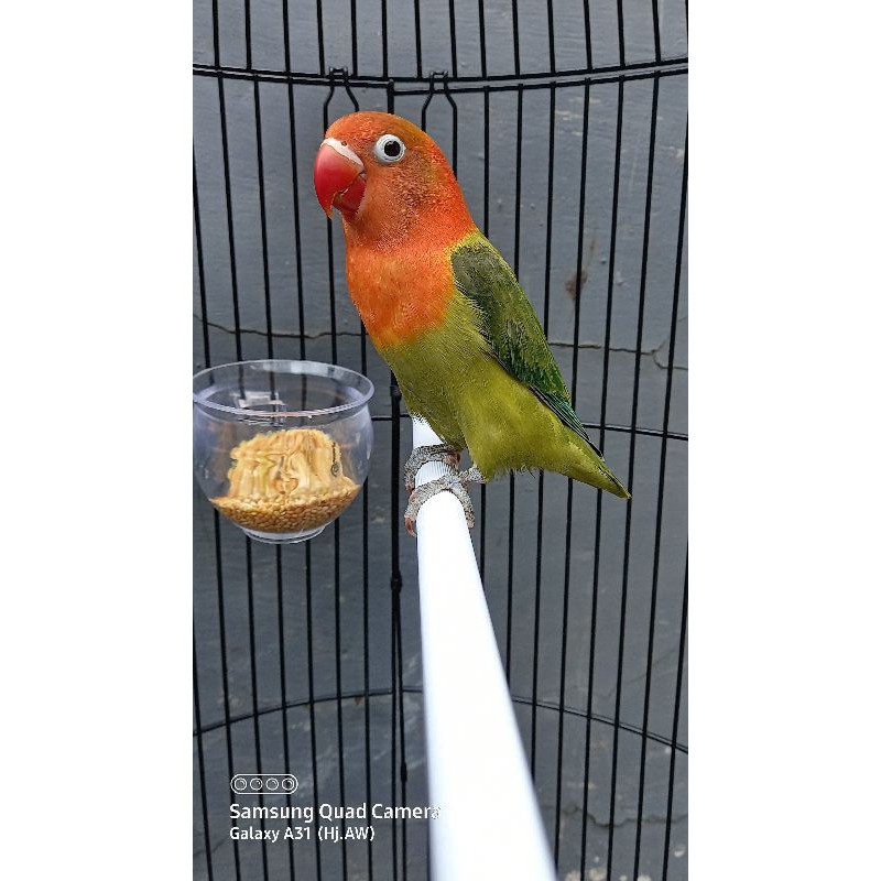 Lovebird Paud Biola Green (balibu)