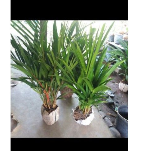 tanaman hias palem/palem merah