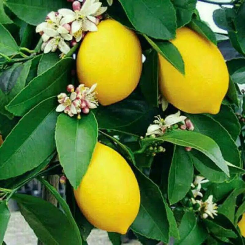 bibit lemon California