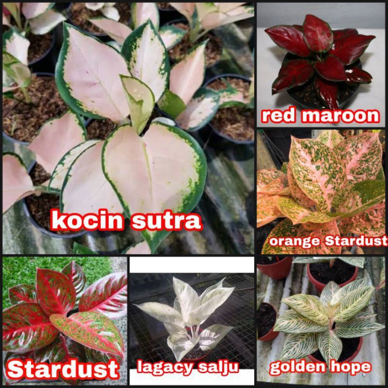 paket 6 bibit bonggol aglonema kocin sutra, red maroon, red Stardust, legacy salju, orange Stardust