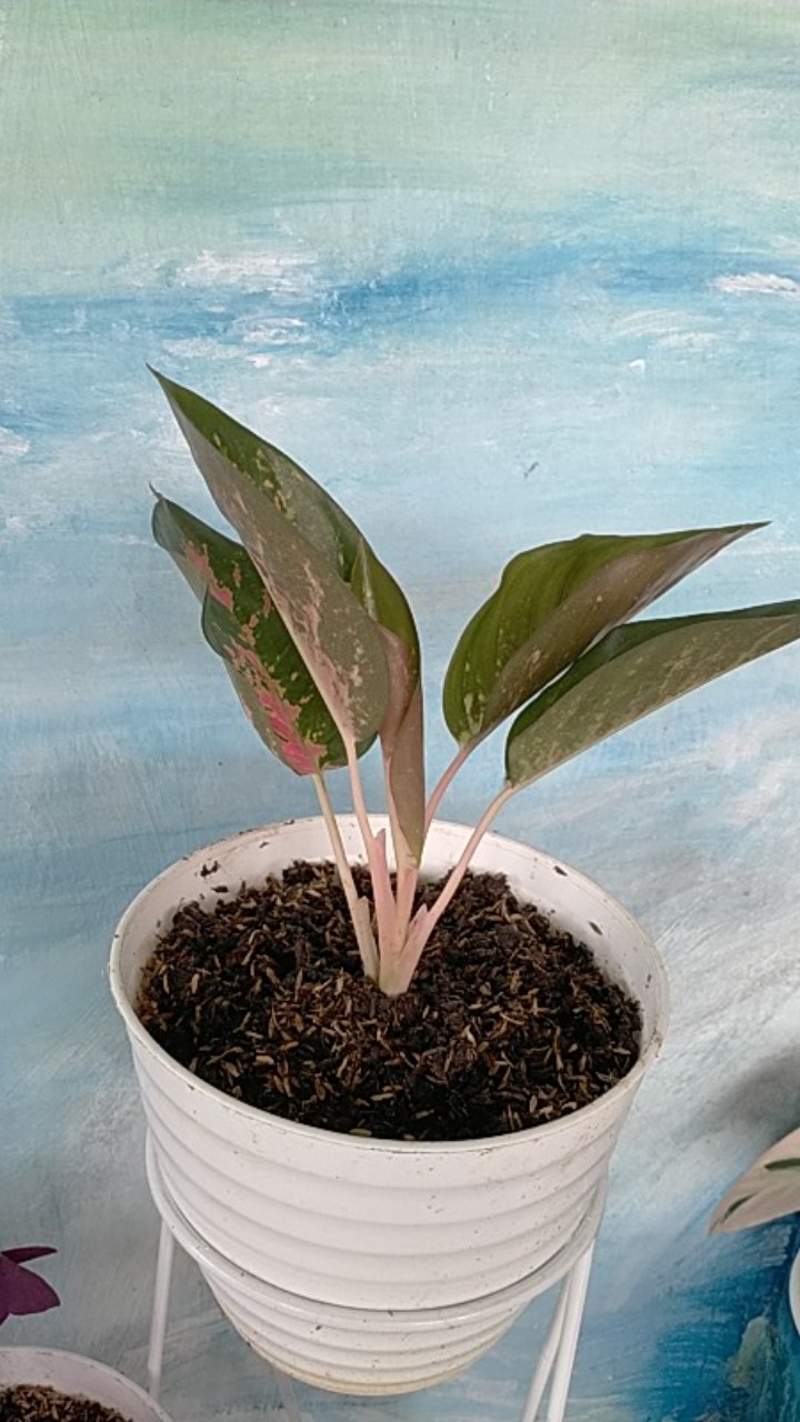 Aglaonema Kocin Paramruai Lokal