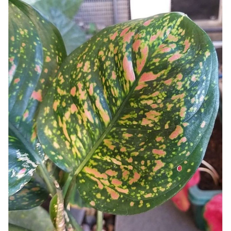 aglonema Ruby , aglaonema Ruby ciangmay , aglonema murah, keladi , aglo ruby, keladi