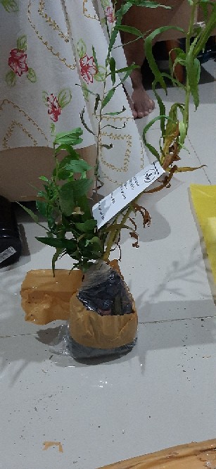 Tanaman Hias Brokoli Kuning