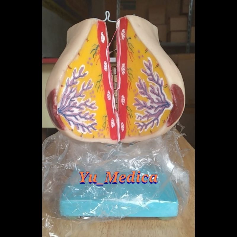 Phantom Manikin Kelenjar Payudara |Alat Peraga|Manekin