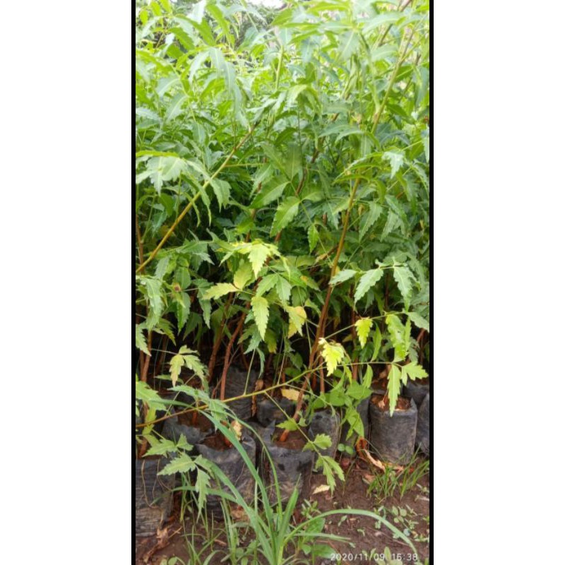 bibit mimba super (bisa cod)Bibit tanaman herb al daun mimba OBAT/daun mimba banyak manfaatt-3
