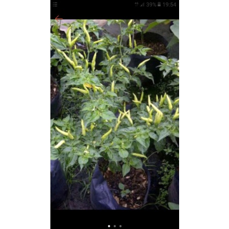 Pohon cabe rawit berbuah