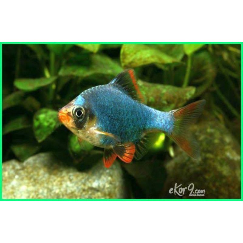 ikan green sumatra tiger barb