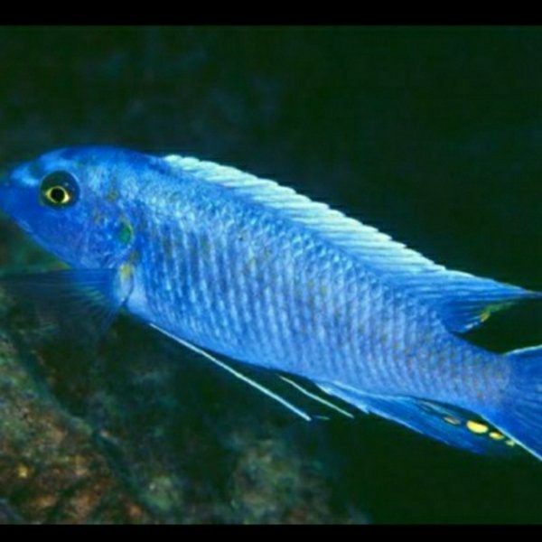 7ekor Ikan Niasa Biru Penghias Aquarium Aquascape  Gojek Only