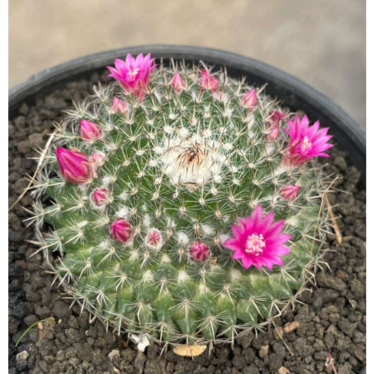 Kaktus Mammillaria Woodsii