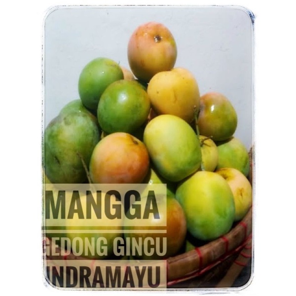 

Mangga gedong gincu asli indrmayu