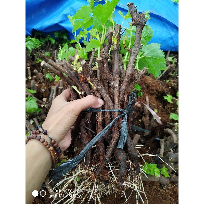 1 kg cutting anggur alfonso berakar dan berkalis