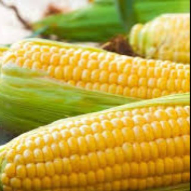 

Jagung Manis