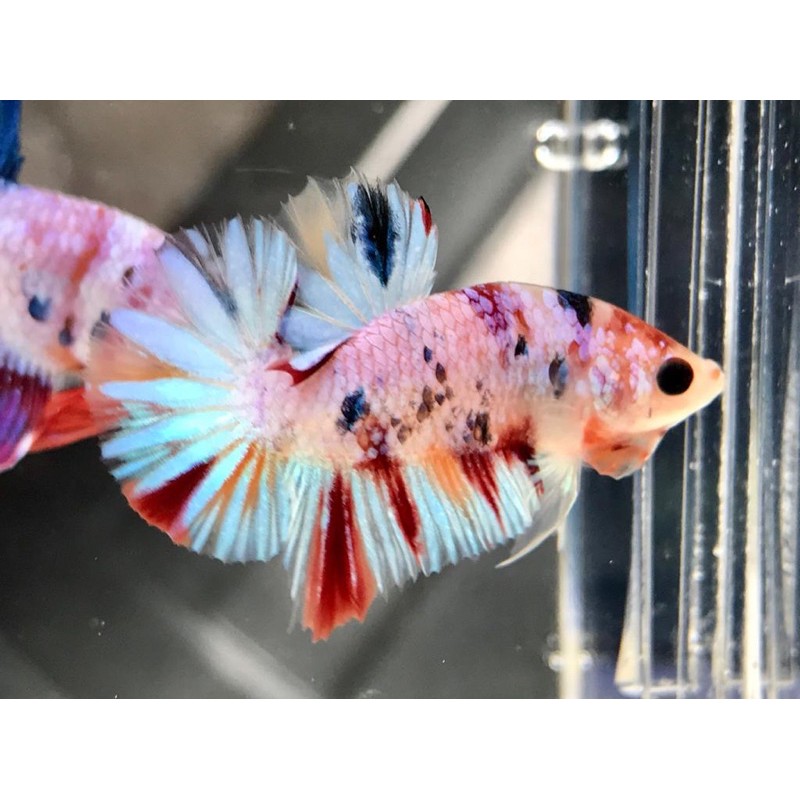 

cupang koi multicor