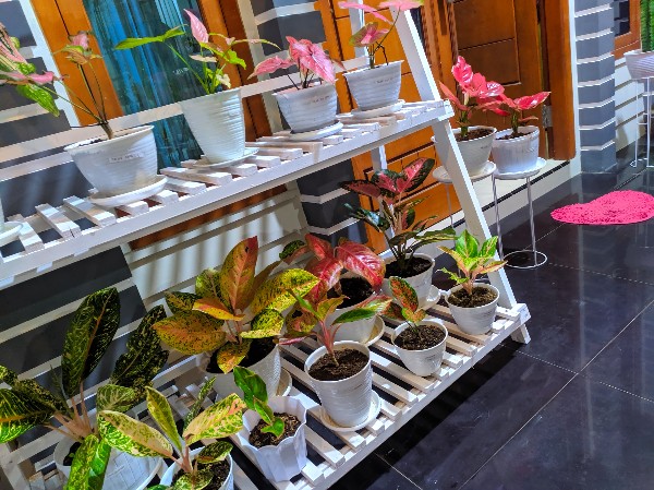 Piring Plastik Hips Putih 7 Inch Food Grade