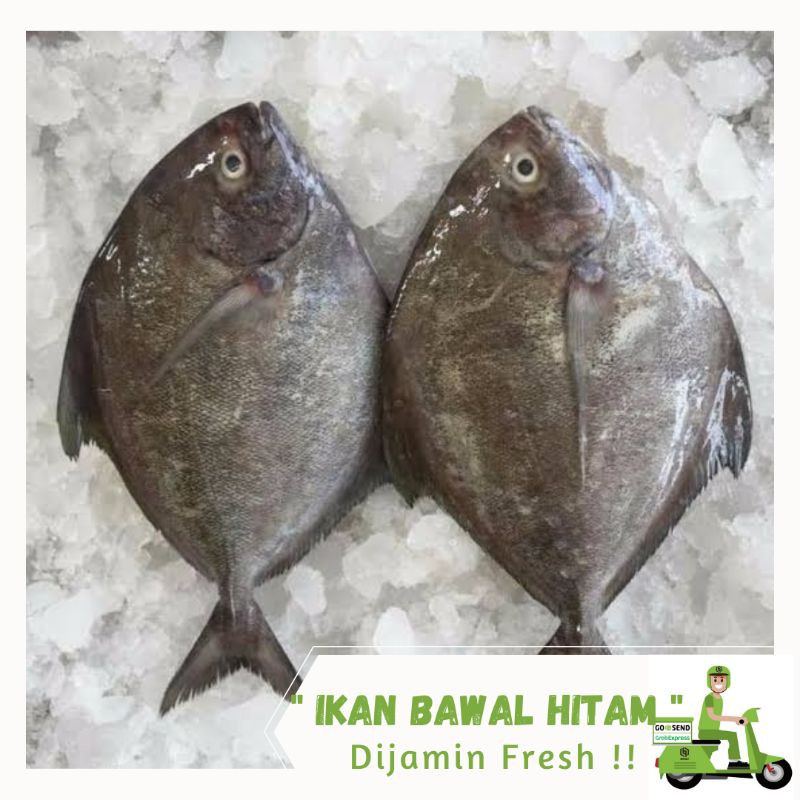 

Ikan Bawal Hitam Segar 1 kg
