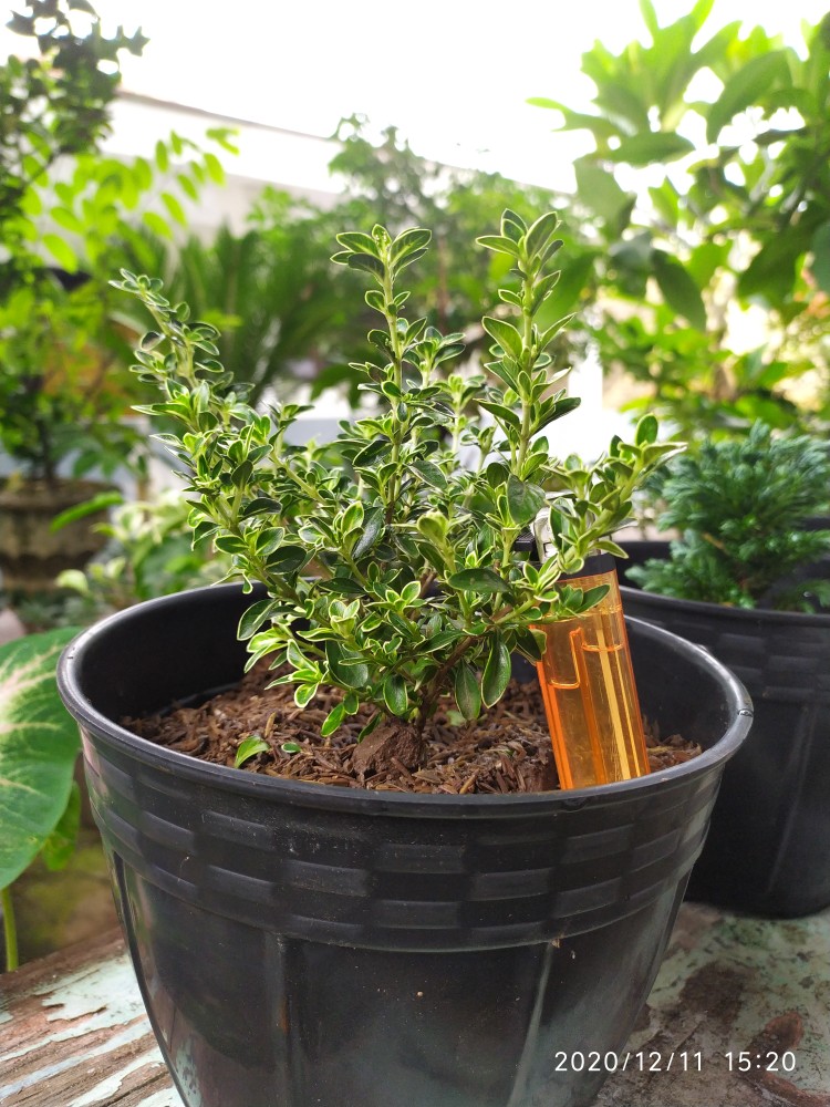 Tanaman Hias Tahan Panas Hingkip Mirten Daun Silver Shopee Indonesia