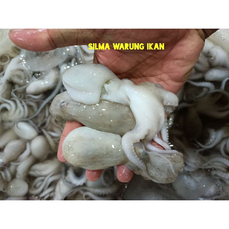

baby gurita segar bukan bekuan kualitas mutu terjamin