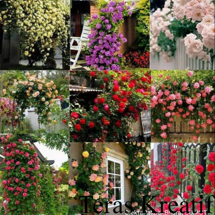 Biji Bunga Mawar Rambat Thailand 9 Warna Campur ; Bunga & Tanaman Terlengkap