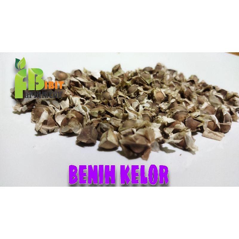 Jual 40 Biji Benih Kelor Daun ( Moringa Oleifera) | Shopee Indonesia