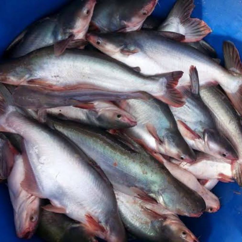 

Ikan Patin 1 kg