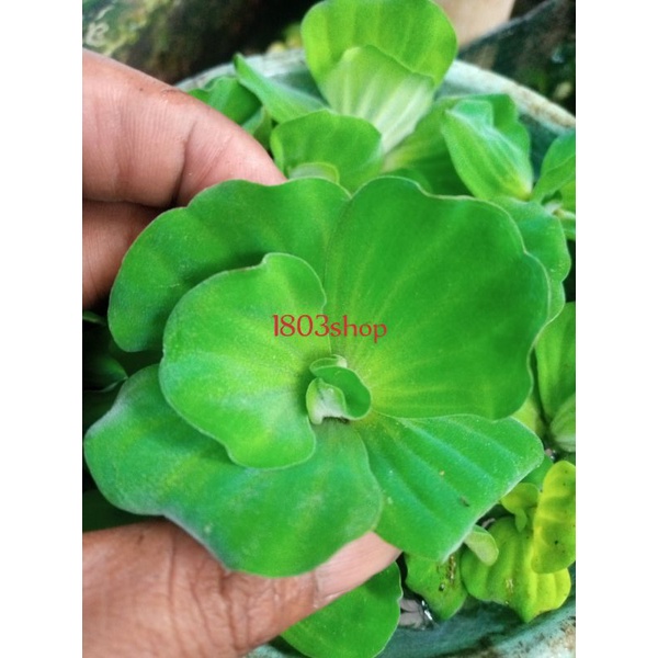 tanaman air apu apu mawar