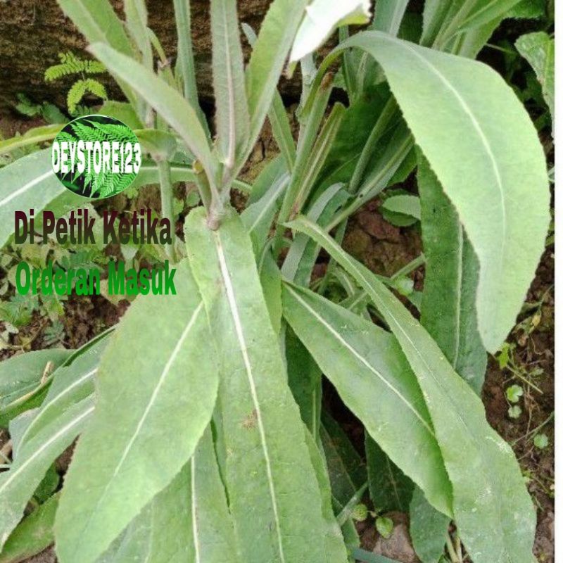 

Termurah Daun Tempuyung Segar 1 kg