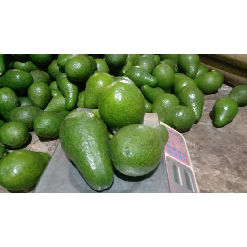 

Alpukat mentega,Alpukat jumbo,