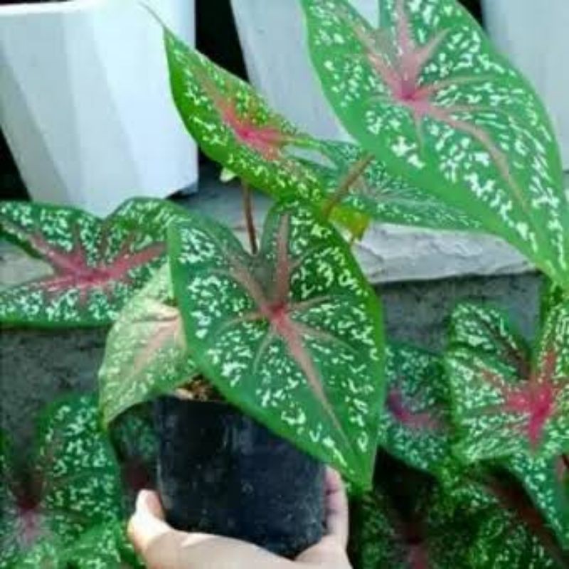 Tanaman Hias Caladium Red Star / Keladi Red Star / Caladium Bicolor