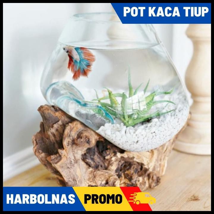 Akuarium Ikan Cupang Unik L Glasswood Potkacatiup
