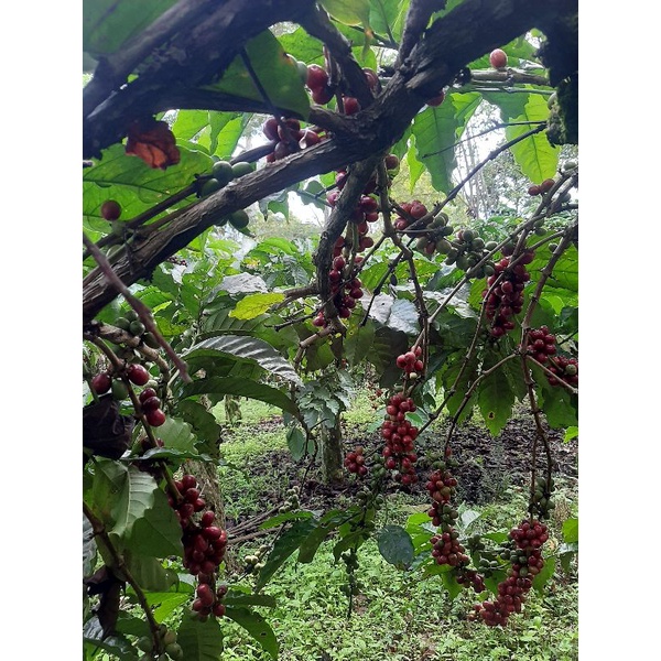 

buah kopi segar
