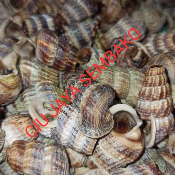 HARGA MURAH KEONG NENEK BERSIH POTONG BUNTUT / KATANGLO BERSIH / CHAO LO / TUTUT / SIPUT SEDUT / KAT