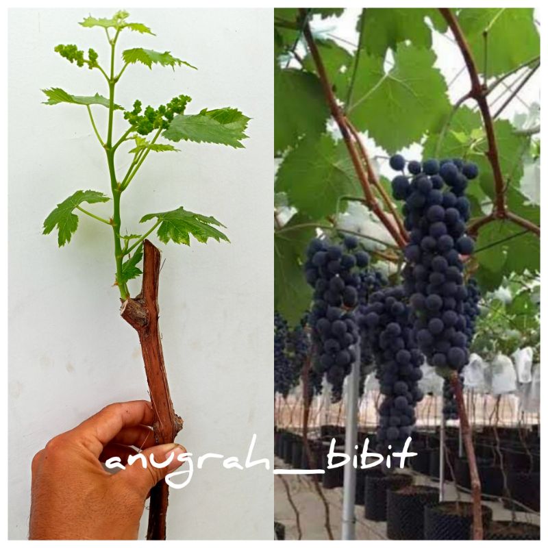 Bibit Anggur Hitam Bali